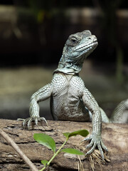 The female Amboina Sail Finned Lizard, Hydrosaurus amboinensis, sits on a trunk on the water and looks around.