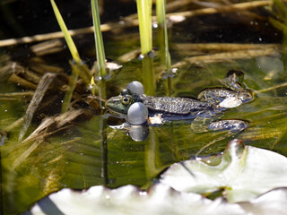 The male Edible frog, Pelophylax esculentus, attracts males by singing, from resonant drums.