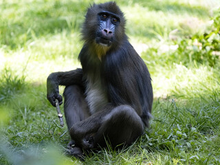Female Mandrill, Mandrillus sphinx. sitting on the grass and watching the surroundings.