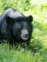 Asian black bear, Ursus thibetanus, resting with his head resting in the grass.