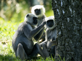 The Hanuman Langur family, Semnopithecus entellus thersites, take care of each other's fur.