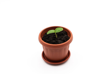 Top or side view of a young plant in a pot on a white background. cucumber seedling