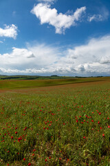 Looking out over the South Downs, with poppies growing in farmland