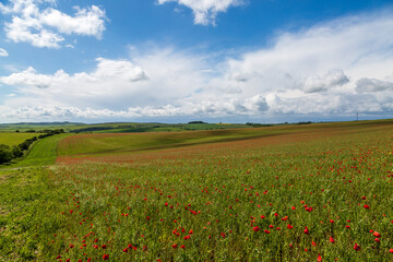 Poppy fields in Sussex on an early summers day