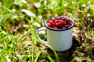 season, gardening and harvesting concept - ripe cranberries in camp mug on grass