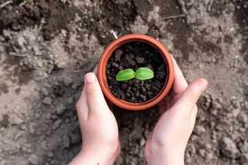 Kid's hands holding a young plant. Planting a young seedling. New life. Care and protection. Close-up.