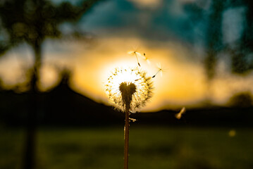 Dandelion or Taraxacum leafing at sunset. Summer and spring. Allergies.
