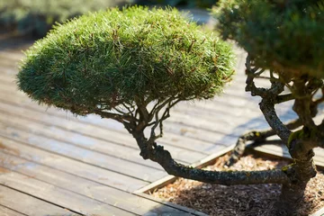 Rolgordijnen nature, botany and flora concept - close up of bonsai pine tree growing in garden © Syda Productions