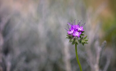 Fleur mauve gros plan jardin flore nature biodiversité