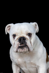 Print ready dog photos, great for magazines, advertising etc.
@f.dimarcantoniophoto
