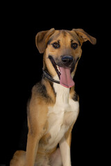 Print ready dog photos, great for magazines, advertising etc.
@f.dimarcantoniophoto