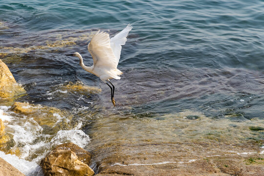White Heron is Fishing, Heron Looking For Fish, Heron Walking On Water. Heron on a rock at the moment of the blue waters of the Mediterranean Sea. High quality photo