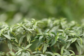 Leaves of natural plant with beautiful white patterns