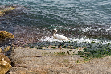 White Heron is Fishing, Heron Looking For Fish, Heron Walking On Water. Heron on a rock at the moment of the blue waters of the Mediterranean Sea. High quality photo