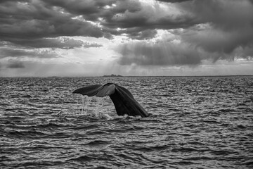 Tale of a sperm whale lifted out of the water just before the whale is diving under water, with a...