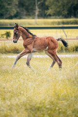 Fototapeta premium Fohlen auf einer Wiese