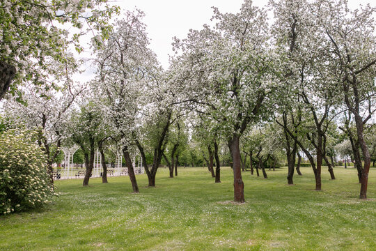 Blossoming apple trees in the park in spring. White and pink flowers on an apple tree.