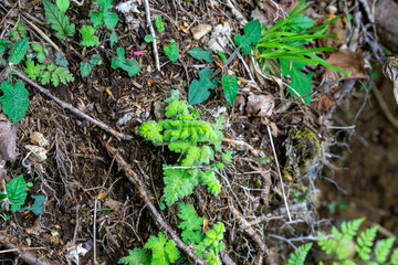 ハンカイシオガマの葉