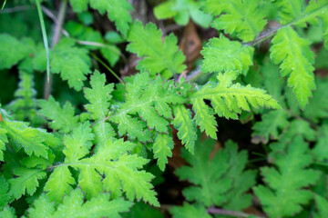 ハンカイシオガマの葉