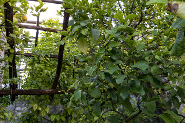 Lemon trees in a lemon greenhouse in Gargnano on Lake Garda