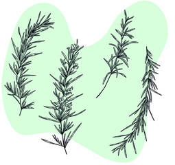 Isolated vector hand drawn illustration of rosemary herbal plant branches