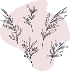 Isolated vector hand drawn illustration of olive tree, olives, olive branch