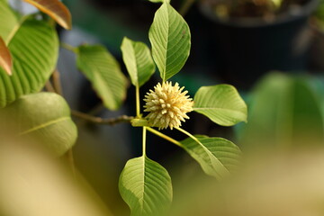Mitragyna speciosa (Korth.) Havil flowers and kratom leaves on the kratom tree