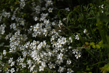 white cherry blossom