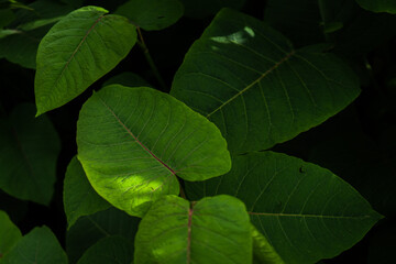 close up big green leaves in water