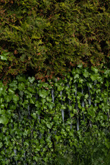 ivy on the wall
