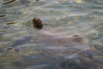 turtle, animal, reptile, sea, shell, water, underwater, ocean, nature, wildlife, green, marine, sea turtle, wild, swimming, green turtle, amphibian, animal, aquatic, caretta, caretta, closeup, coast, 