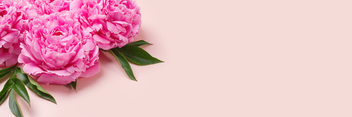 Banner with texture of pink delicate peonies. Romantic background with copyspace.