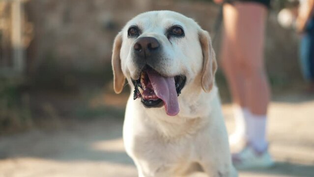 Portrait of old white and beige labrador looking away with tongue out in sunlight outdoors. Relaxed confident male dog resting on sunny day on city street. Canine concept