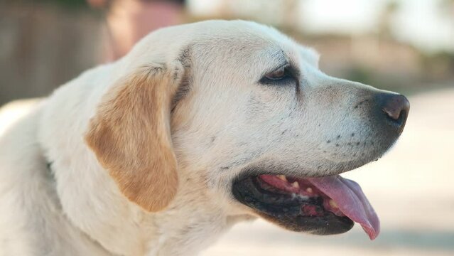 Close-up side view white labrador with beige ears and tongue out standing in sunshine outdoors. Portrait of old dog looking away on sunny summer day in sunbeam