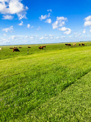 Pasture field with cows grazing and blue summer sky. Long shot.