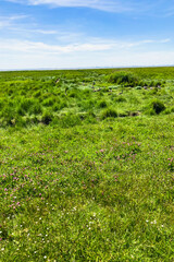 Uncultivated grass field in summer with horizon.
