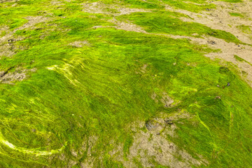 Green grass on sand terrain abstract. High angle view.