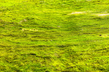 Green short grass pattern abstract.