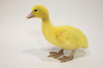 Little curious duckling stands on a white background