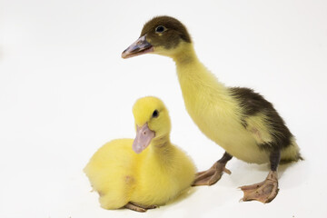 Little curious duckling stands on a white background