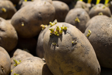 Potatoes in sunlight with sprouted eyes prepared for planting