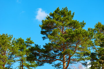 Tall pinewood treetops with blue sky in background at Divcibare, Serbia