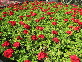 春の花壇に美しく咲き誇る、赤が鮮やかなゼラニューム（カリオペ・ダークレッド）