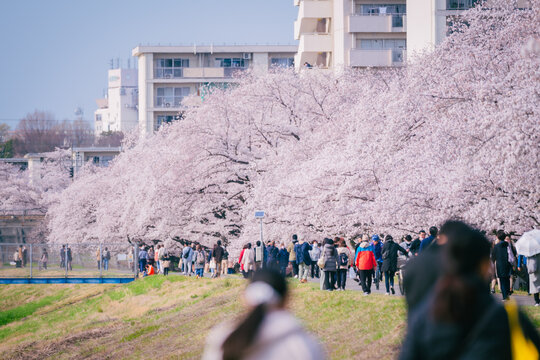 福生多摩川沿いの桜