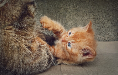 Frisky orange kitten playing with his caring mother cat. Funny ginger kitty.