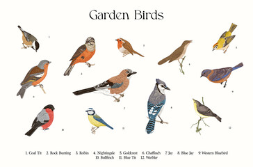 Garden Birds. Set. Vector vintage illustrations. - 508205695