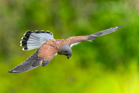 Kestrel (Falco tinnunculus) bird of prey flying low in flight, stock photo image