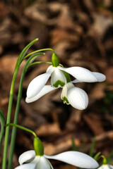 Snowdrop (Galanthus) 'Galatea' a winter spring flowering plant with a white green springtime flower which opens in January and February stock photo image