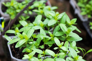 Spring seedlings of tsinia flowers in a box for planting on a flower bed
