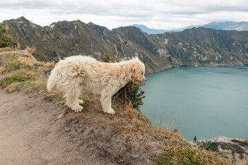 Cute dog watching a beautiful crater lake from the top, Quilotao of Ecuador
